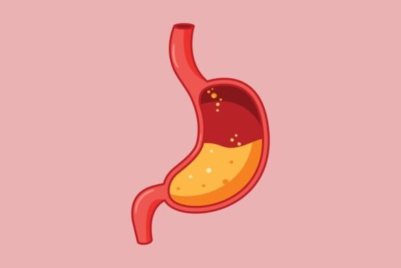 Human Stomach Anatomy Graphics for Website and Editorial Use